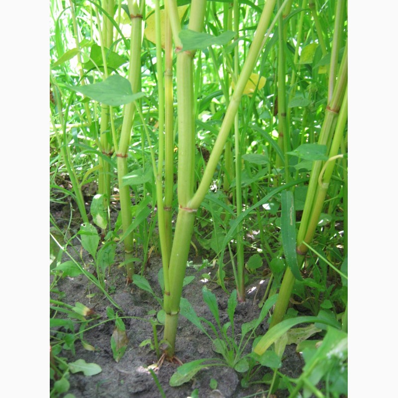 Фото 2. Канадские семена гречки Гренби, Дикуль - 1реп