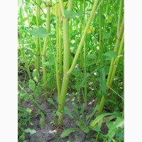 Канадские семена гречки Гренби, Дикуль - 1реп