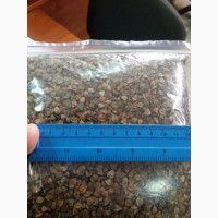 Канадские семена гречки Гренби, Дикуль - 1реп