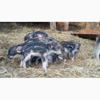 Продам свиноматок породы венгерская мангалица