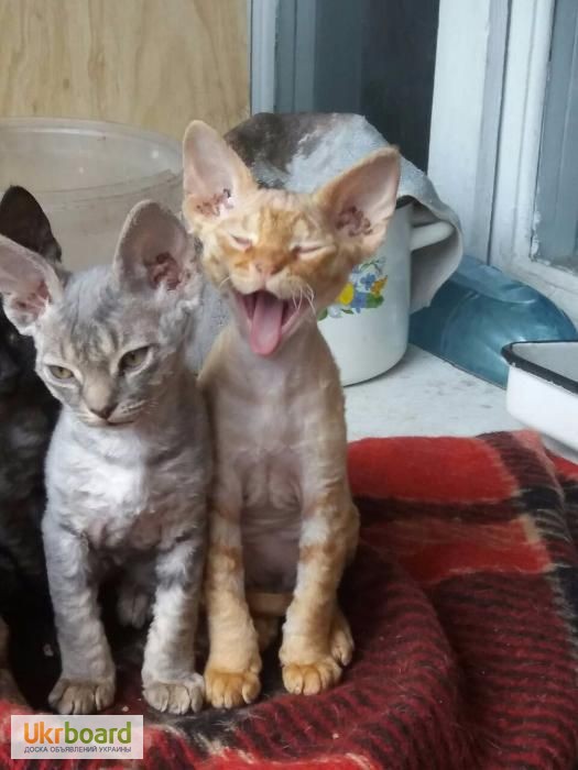 Продам уникальных котят пароды Девон-рекс
