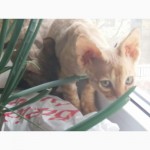 Продам уникальных котят пароды Девон-рекс