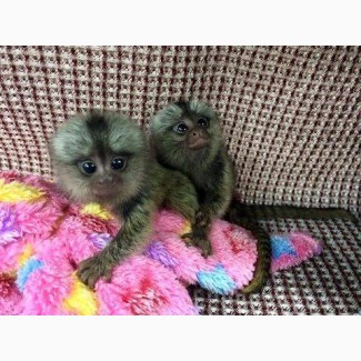 Красивые обезьяны-мартышки для усыновления
