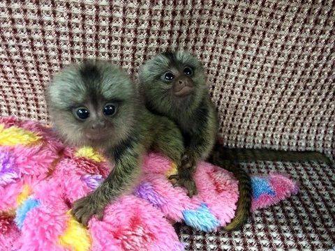 Красивые обезьяны-мартышки для усыновления