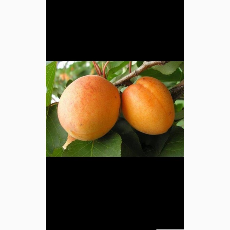 Фото 3. Саженцы абрикоса