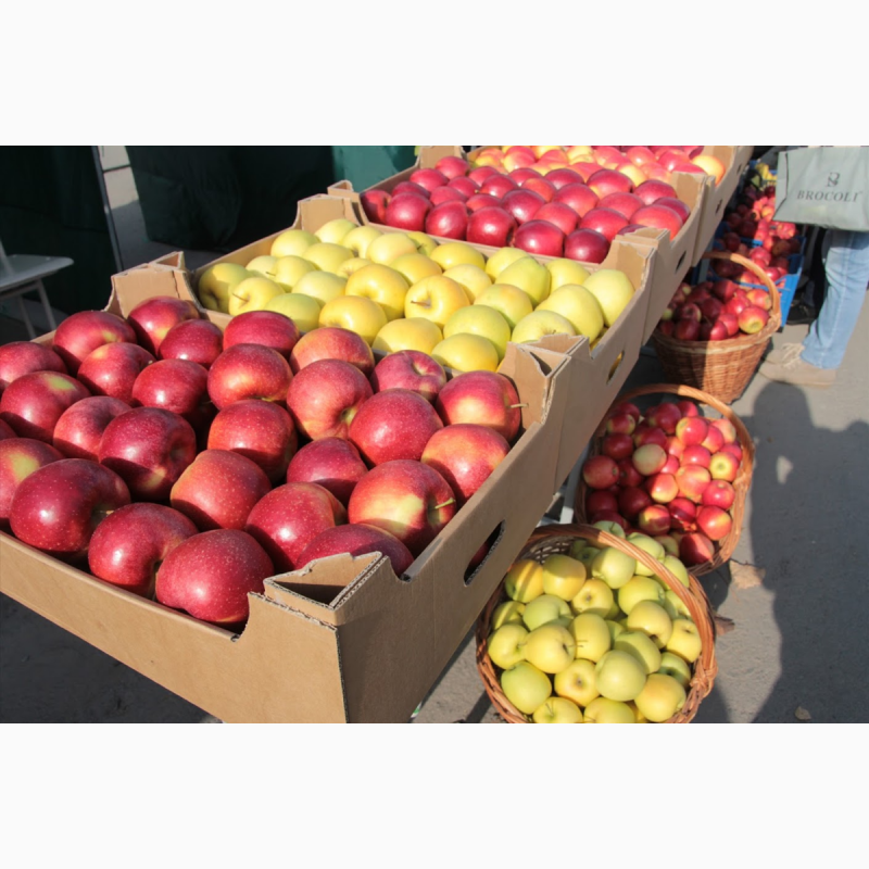 Фото 3. Продам яблука першого класу оптом урожай 2020, Закарпатська обл