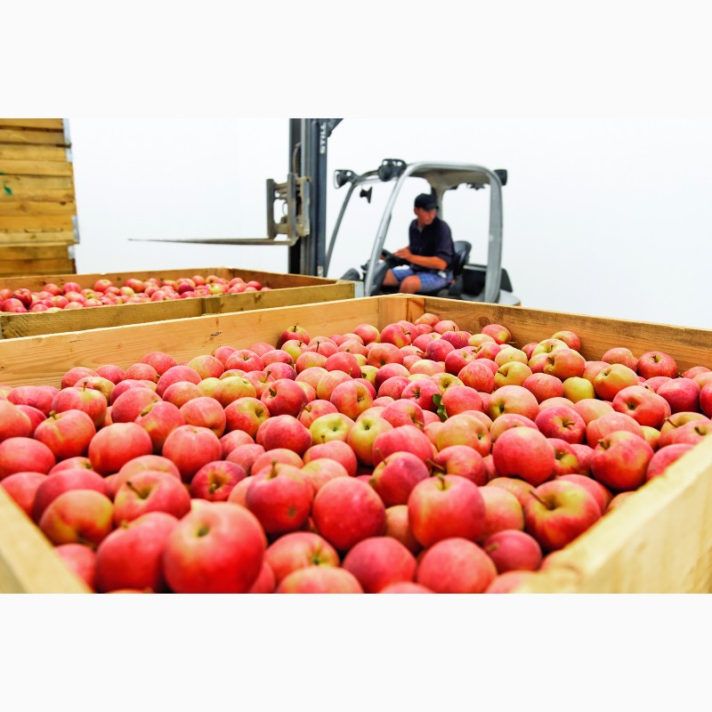 Фото 4. Продам яблука першого класу оптом урожай 2020, Закарпатська обл