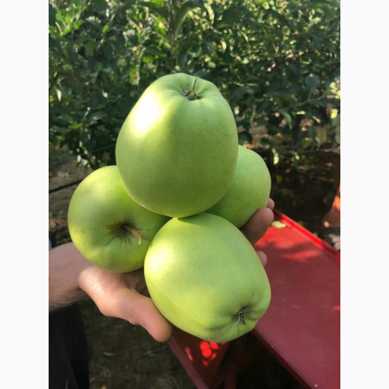 Фото 5. Продам яблука першого класу оптом урожай 2020, Закарпатська обл