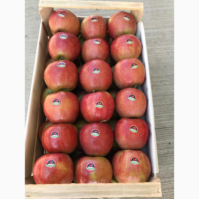Фото 7. Продам яблука першого класу оптом урожай 2020, Закарпатська обл