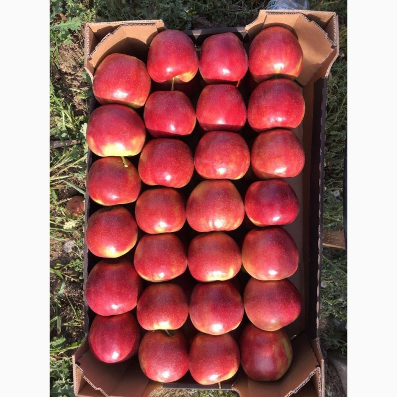 Фото 8. Продам яблука першого класу оптом урожай 2020, Закарпатська обл