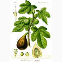 Продам Инжир в горшках, комнатное растение и много других растений (опт от 1000 грн)