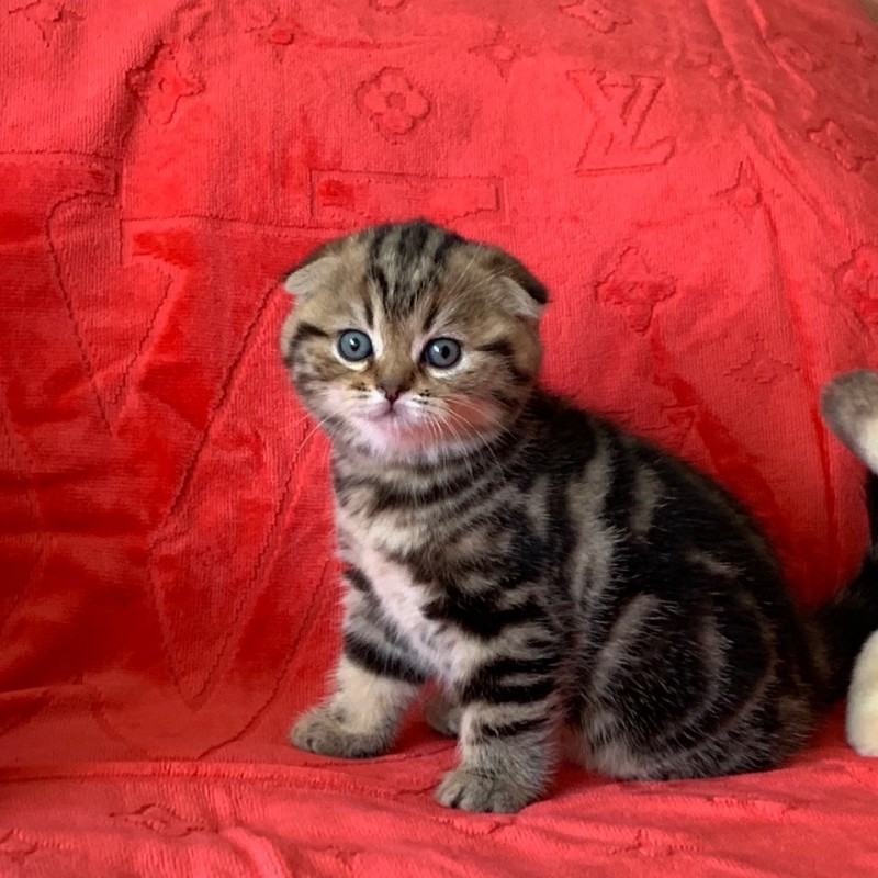 Фото 2. Продаю котят шотландская вислоухая