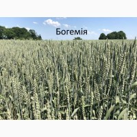 Семена озимой пшеници Богемия 1-реп. (Чехия)