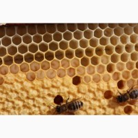 Продам бджолопакети/сім‘ї