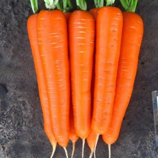 Оптом продам моркву, Всі області