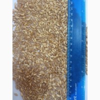 Продам насіння пшениці твердої ярої