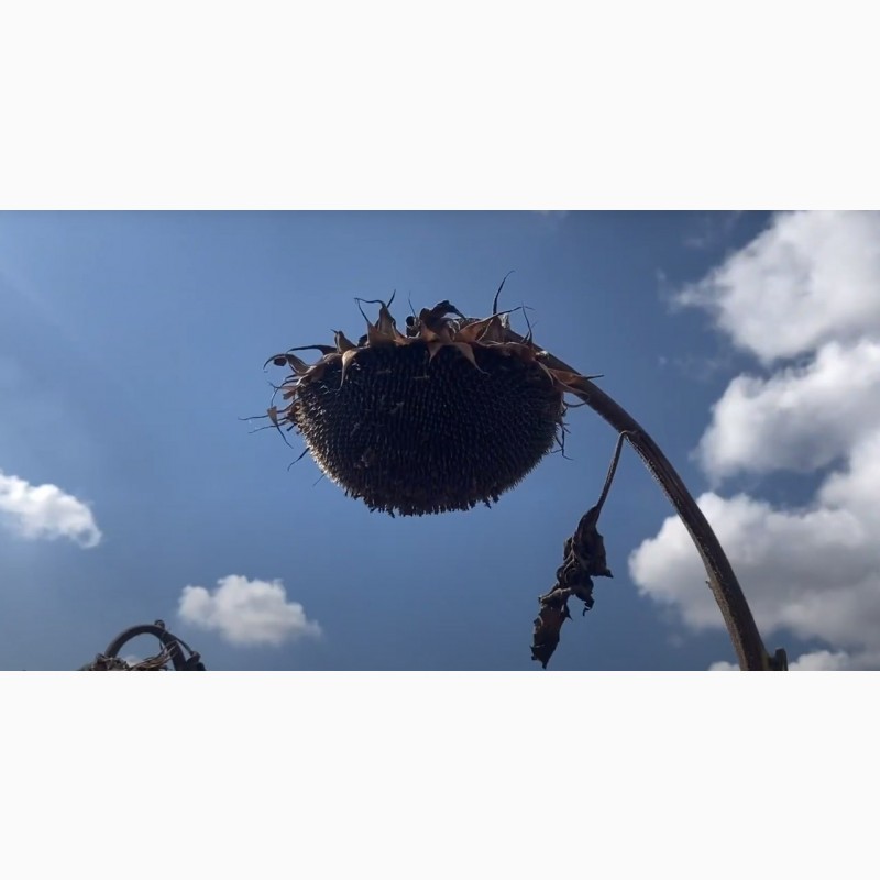 Фото 3. Насіння соняшника Рекольд під гранстар надстійкий до посухи та вовчка