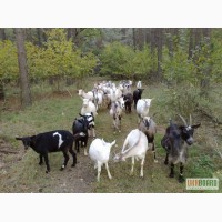 Продам козочек от хороших дойных коз