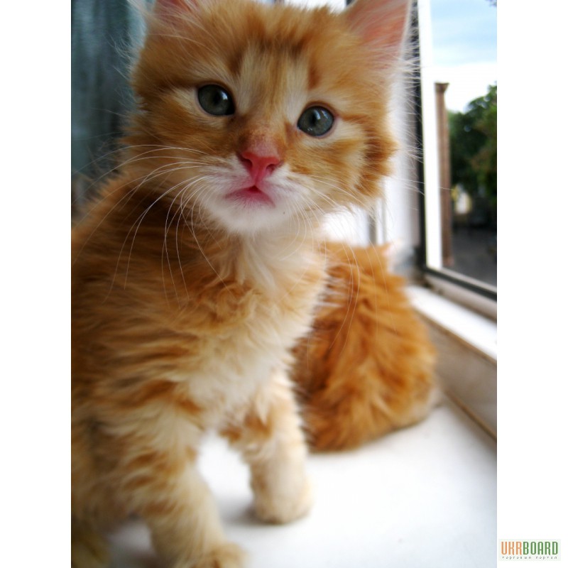 Фото 1/3. Рыжие сибирские котята