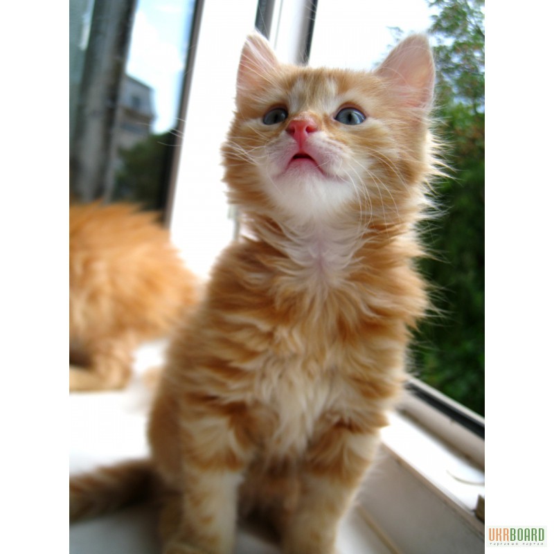 Фото 2/3. Рыжие сибирские котята