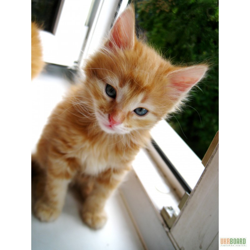 Фото 3/3. Рыжие сибирские котята