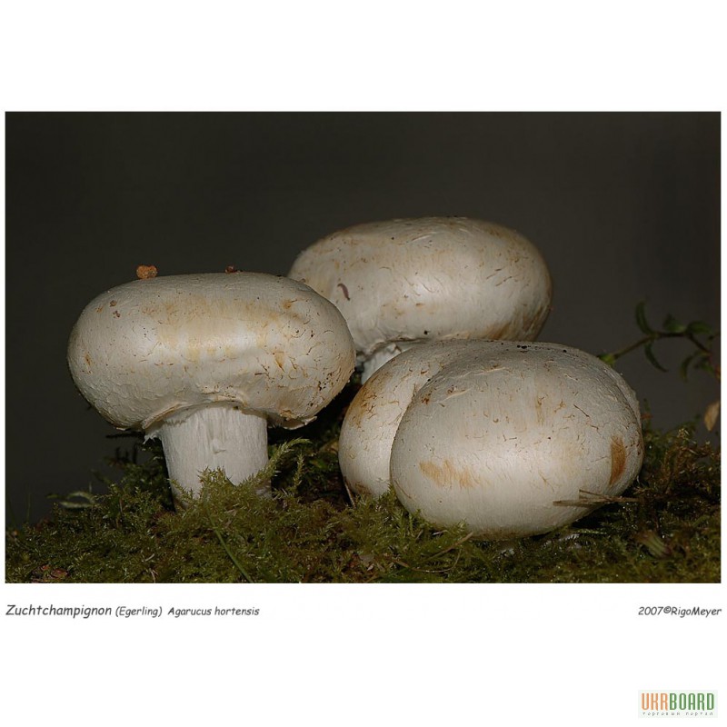 Мицелий вешенки, грибница шампиньона, рассада лесных грибов - семена грибов почтой