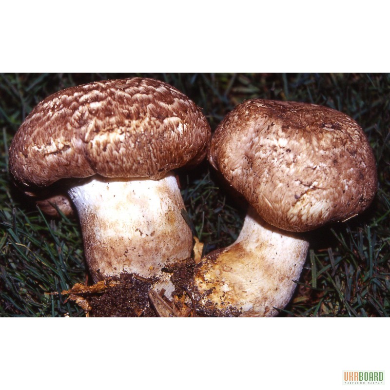 Фото 2. Мицелий вешенки, грибница шампиньона, рассада лесных грибов - семена грибов почтой