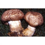Мицелий вешенки, грибница шампиньона, рассада лесных грибов - семена грибов почтой