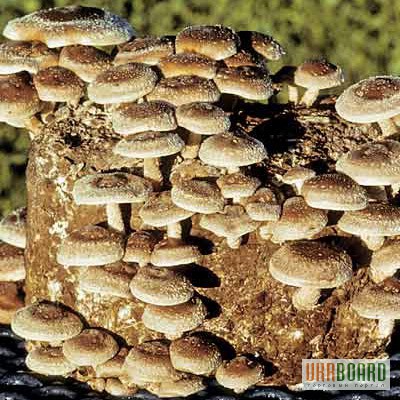 Фото 2. Мицелий грибов шиитаке, рейши, мейтаке, муэр, энокитаке, чага, шампиньон