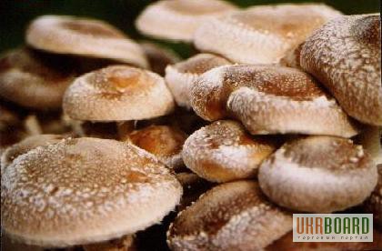 Фото 3. Мицелий грибов шиитаке, рейши, мейтаке, муэр, энокитаке, чага, шампиньон