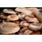 Мицелий грибов шиитаке, рейши, мейтаке, муэр, энокитаке, чага, шампиньон