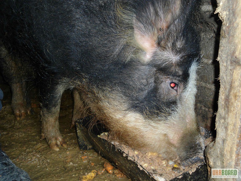 Продажа Свинья породы Венгерская мангалица (Мангал, Мангалица, выпасная свинья) 6700 грн.