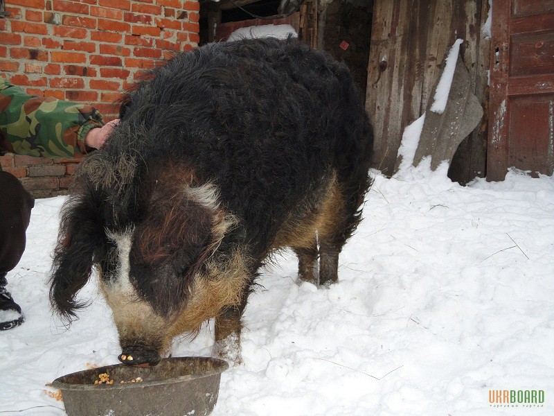 Фото 2. Продажа Свинья породы Венгерская мангалица (Мангал, Мангалица, выпасная свинья) 6700 грн.