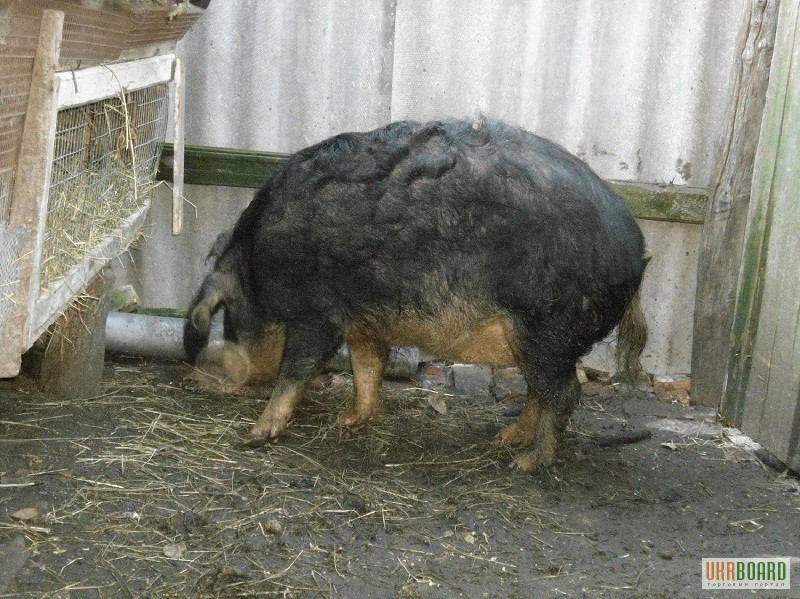 Фото 3. Продажа Свинья породы Венгерская мангалица (Мангал, Мангалица, выпасная свинья) 6700 грн.
