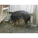 Продажа Свинья породы Венгерская мангалица (Мангал, Мангалица, выпасная свинья) 6700 грн.