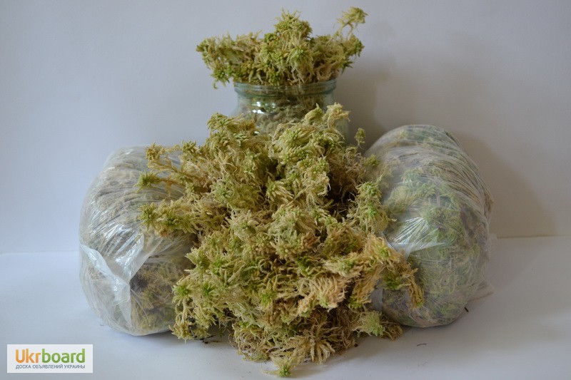 Фото 4. Торфяной субстрат Klasmann TS1, агроперлит, мох сфагнум, стаканы для рассады