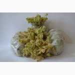 Торфяной субстрат Klasmann TS1, агроперлит, мох сфагнум, стаканы для рассады