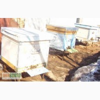Продам пчелосемьи,отводки