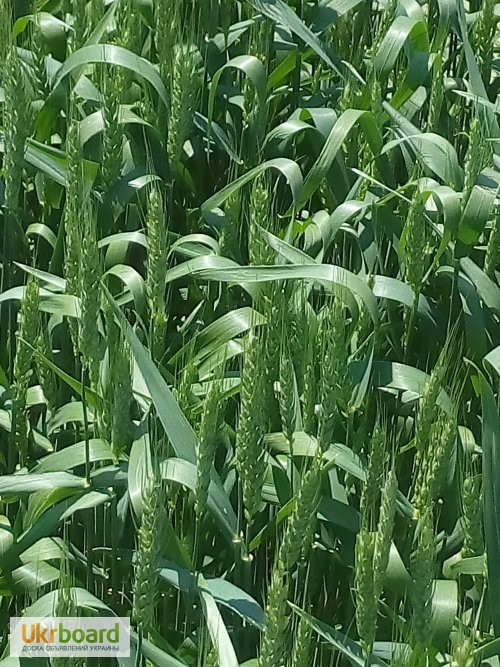 Фото 3. Насіння ярої пшениці Елегія Миронівська (еліта, перша)