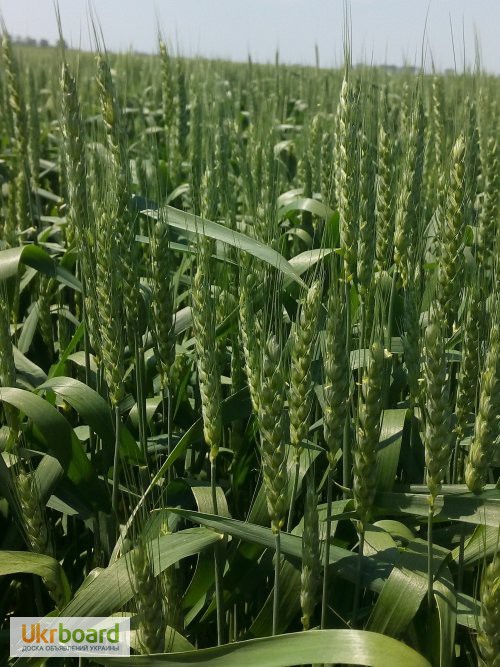 Фото 4. Насіння ярої пшениці Елегія Миронівська (еліта, перша)