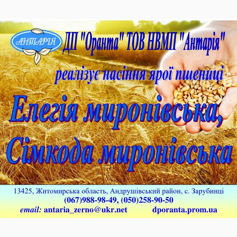 Фото 2. Насіння ярої пшениці Елегія Миронівська (еліта, перша)