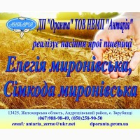 Насіння ярої пшениці Елегія Миронівська (еліта, перша)
