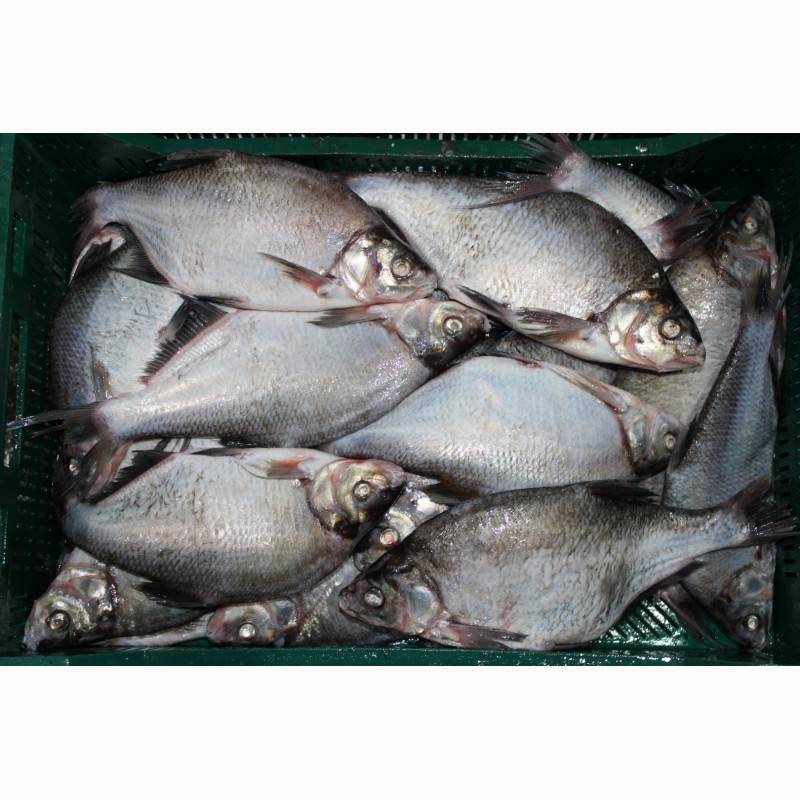 Фото 2. Продам речную рыбу оптом