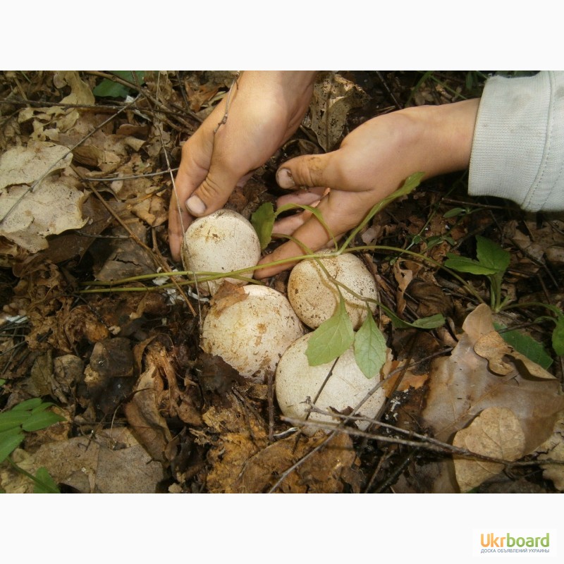 Веселки грибы лечение. Весёлка обыкновенная гриб. Весёлка гриб молодой. Весёлка обыкновенная яйцо. Весёлка гриб (10г).