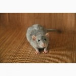 Крысята из питомника Rats of Narnia - Крыса Декоративная