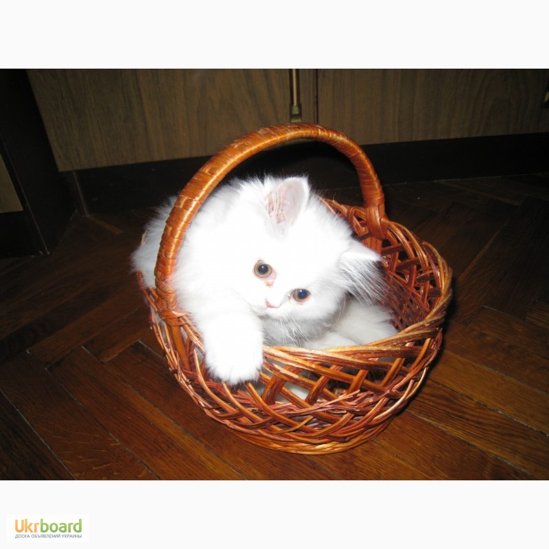 Фото 2. Продам чистокровного персидского котёнка