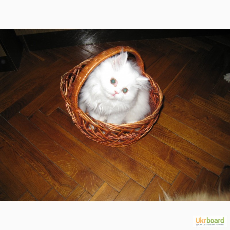 Фото 3. Продам чистокровного персидского котёнка