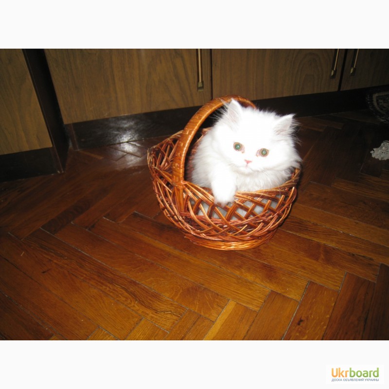 Фото 4. Продам чистокровного персидского котёнка