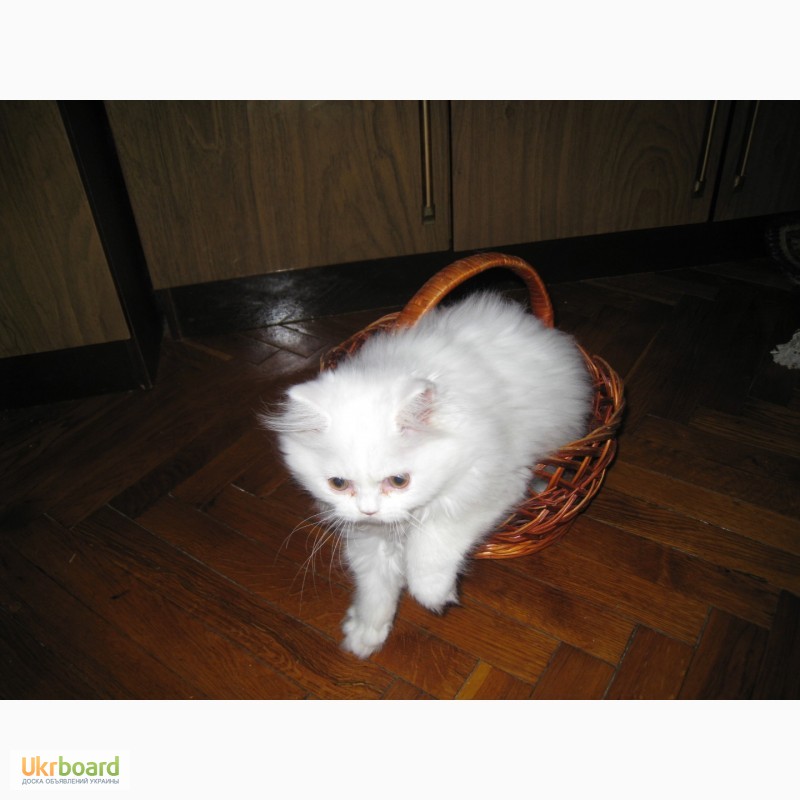 Фото 5. Продам чистокровного персидского котёнка