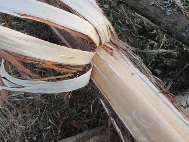 Фото 2. Можжевельник древесина, ветки, иглы, хвоя